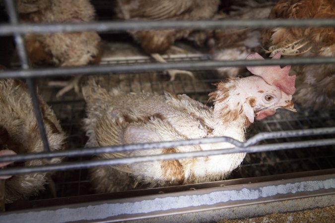 Hens in battery cages with feather loss