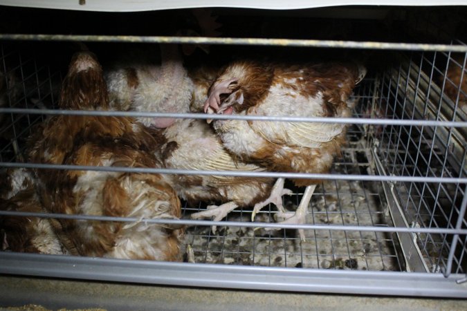 Hens in battery cages with feather loss