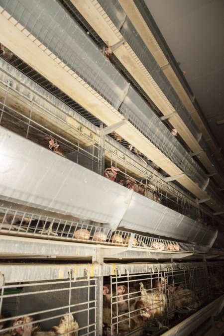 Hens in battery cages