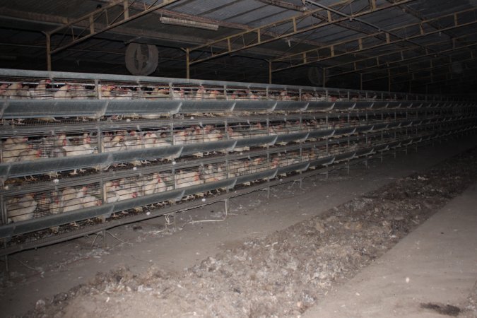 Hens in battery cages (three tier)