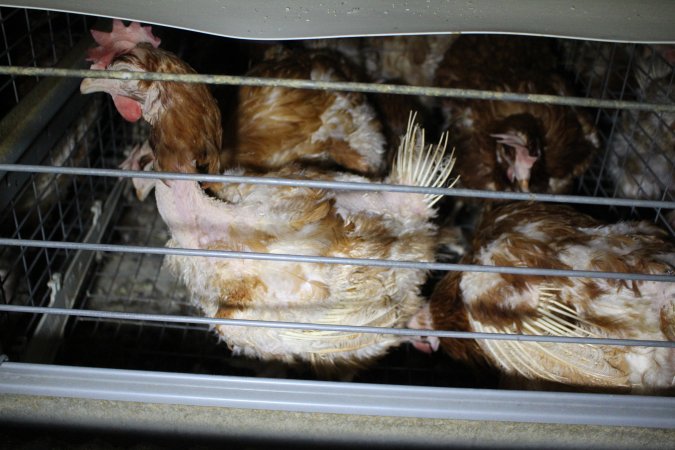 Hens in battery cages with feather loss