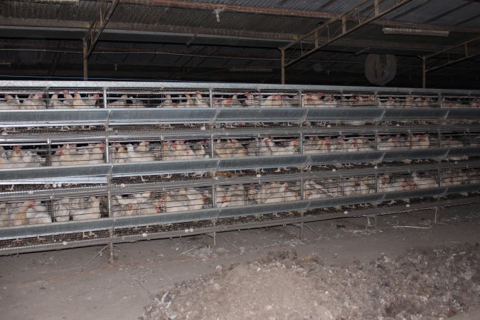 Hens in battery cages (three tier)