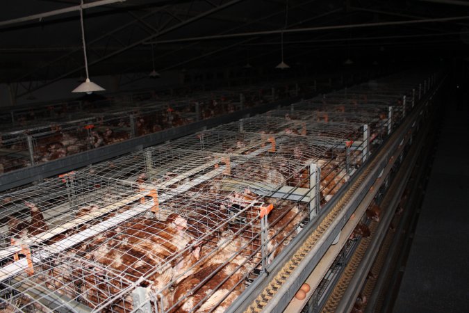 Hens in battery cages - from above