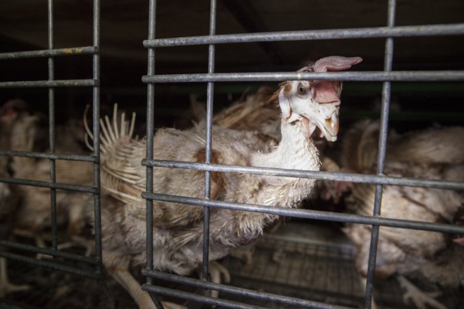 Hens in battery cages with feather loss