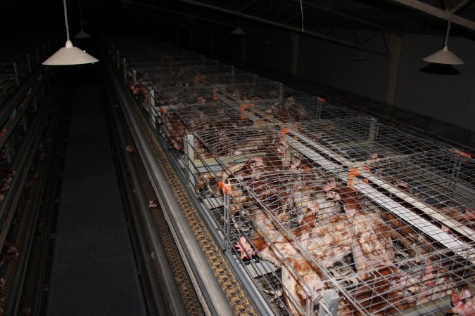 Hens in battery cages - from above