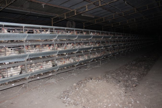 Hens in battery cages (three tier)