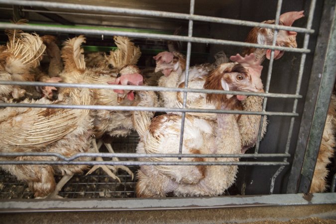 Hens in battery cages with feather loss