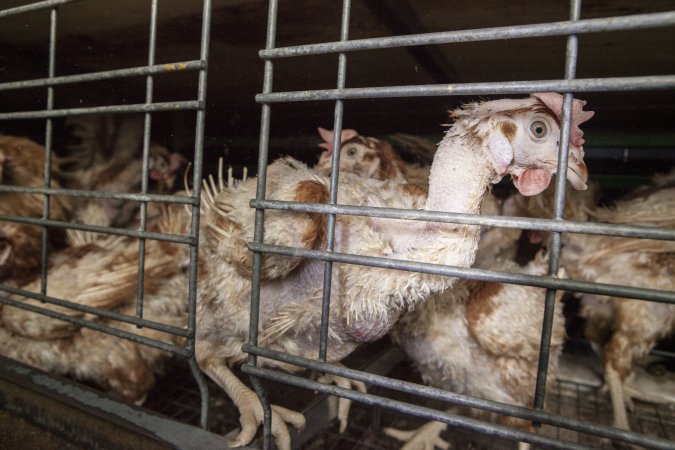 Hens in battery cages with feather loss