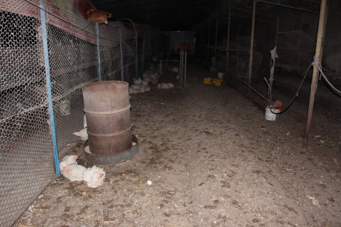 Hens in 'free range' room