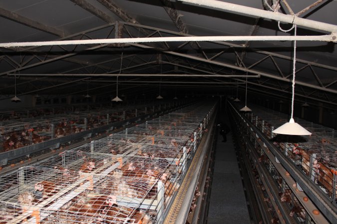 Hens in battery cages - from above