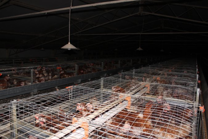 Hens in battery cages - from above