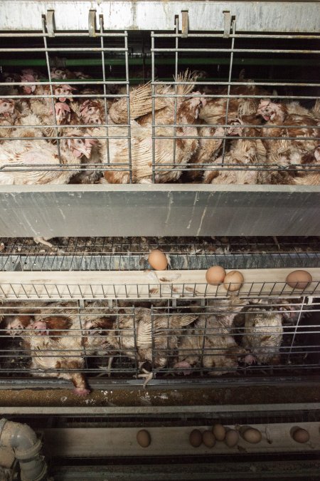 Hens in battery cages with feather loss