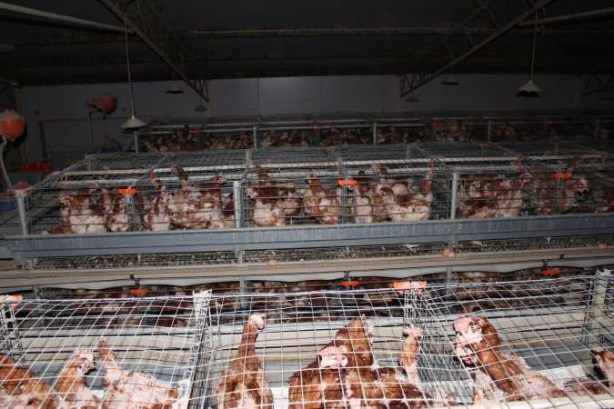 Hens in battery cages - from above