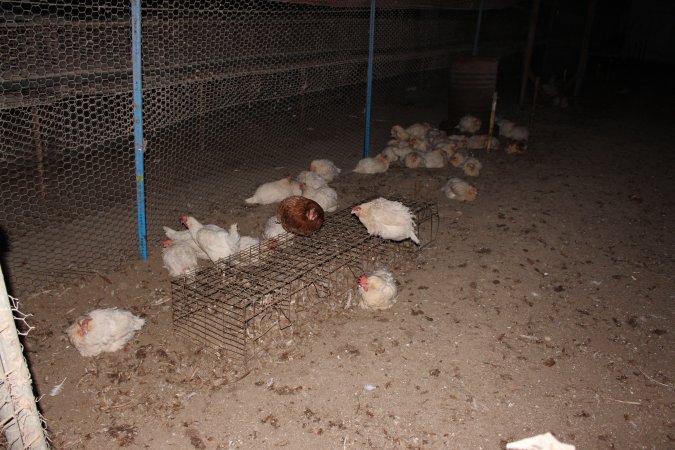 Hens in 'free range' room