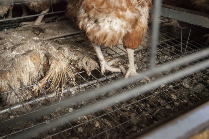 Dead hen in battery cages