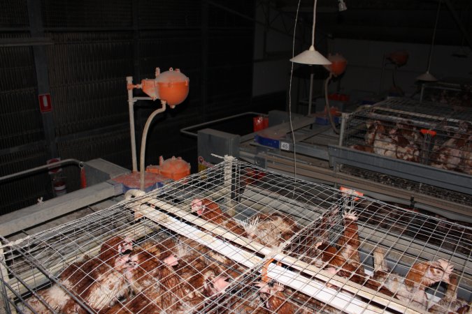 Hens in battery cages - from above