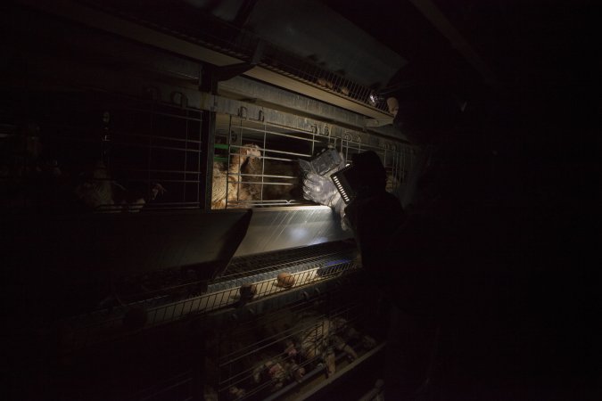 Activists filming hens in battery cages