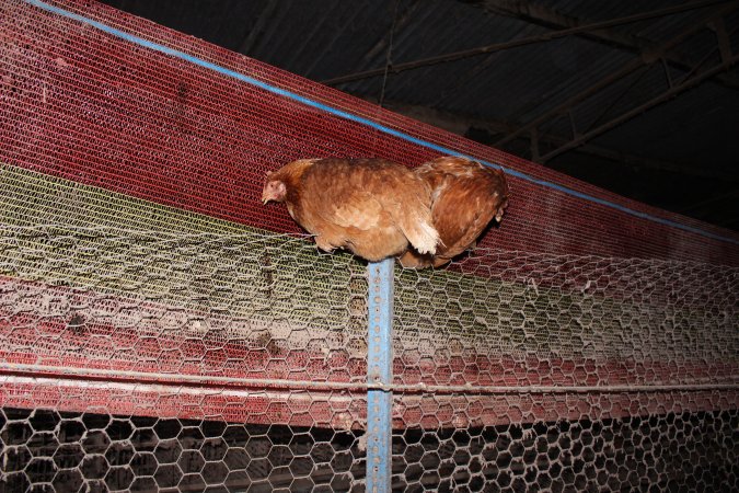 Hens in 'free range' room