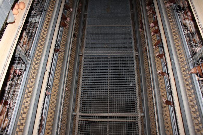 Hens in battery cages