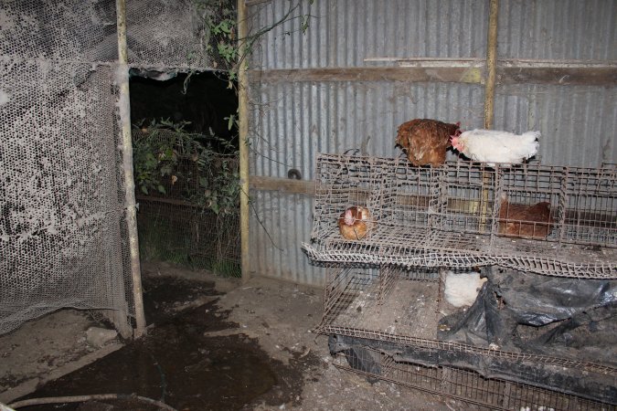 Hens in 'free range' room