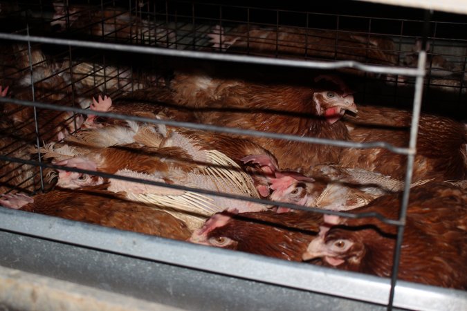 Hens in battery cages