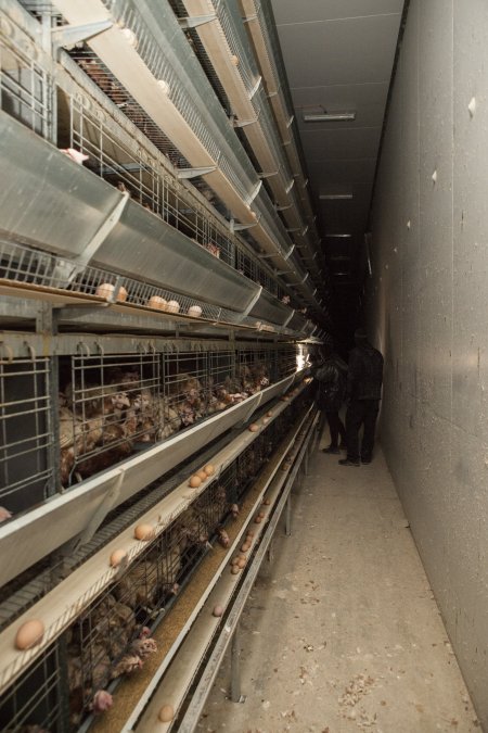 Activists filming hens in battery cages