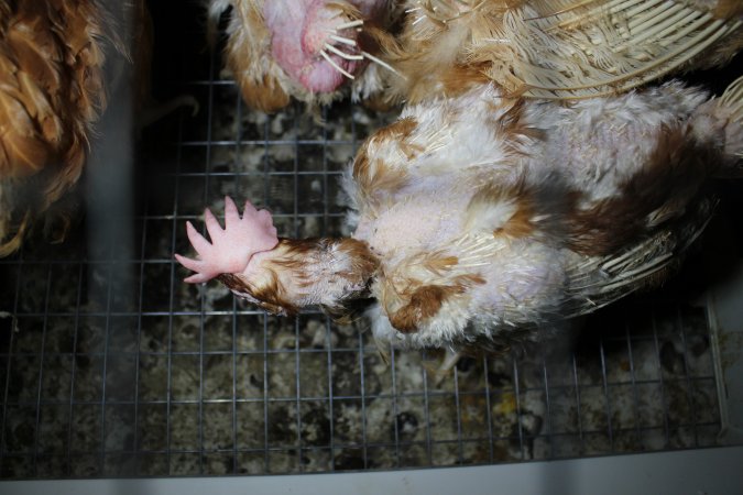 Hens in battery cages with feather loss