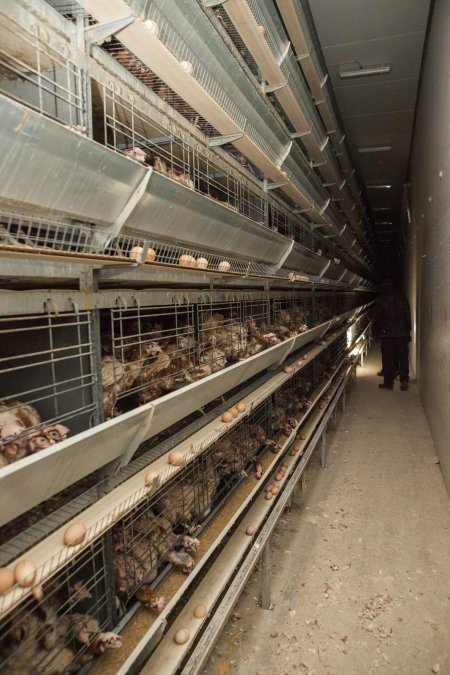 Activists filming hens in battery cages