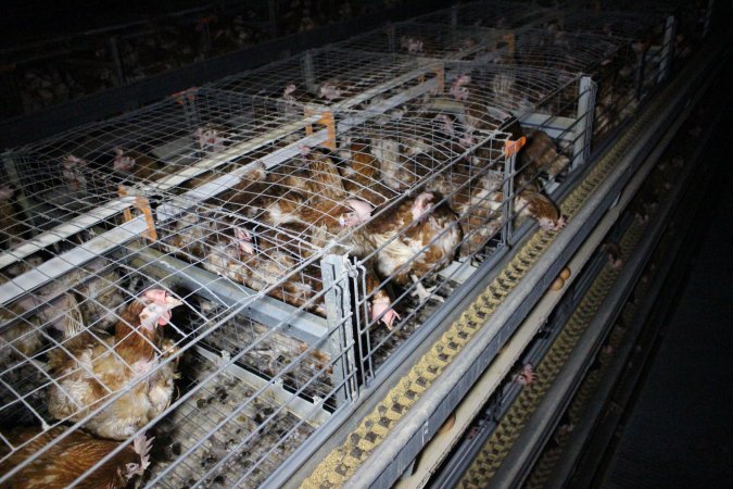 Hens in battery cages