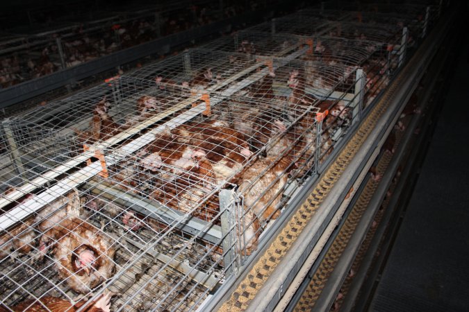 Hens in battery cages - from above