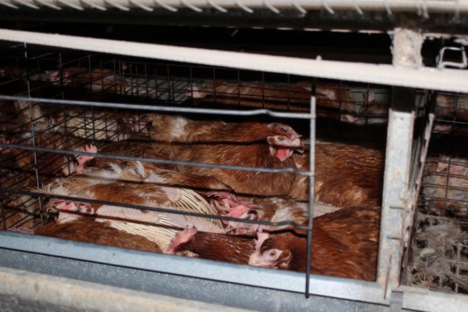 Hens in battery cages