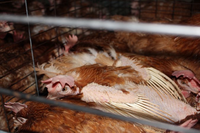 Hens in battery cages