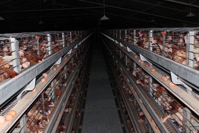 Hens in battery cages - at top tier