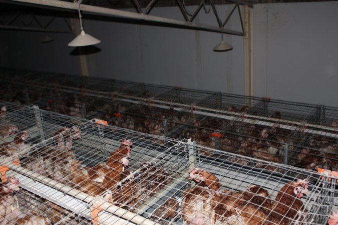 Hens in battery cages - from above