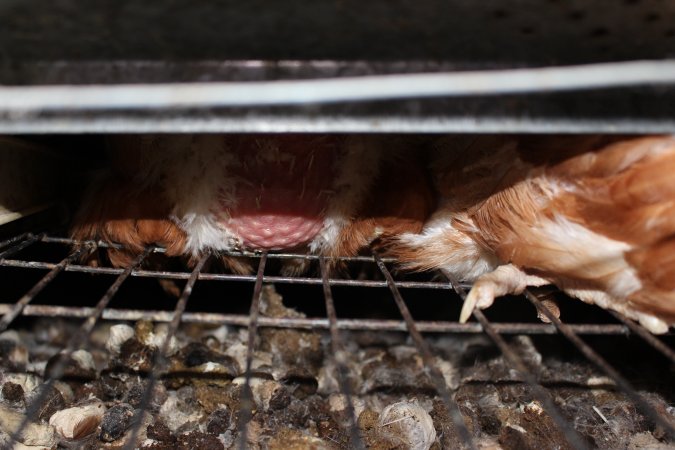 Wire floor of battery cages