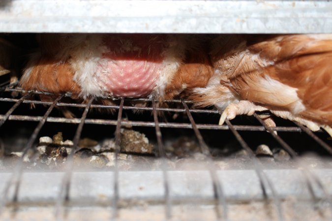 Wire floor of battery cages