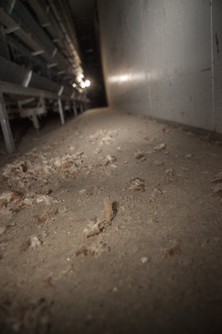 Feathers on floor of battery cage shed