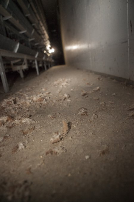 Feathers on floor of battery cage shed