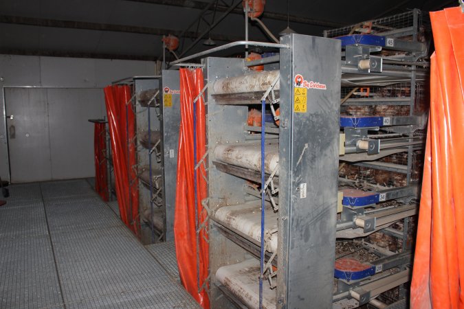 Hens in battery cages - at end of aisles