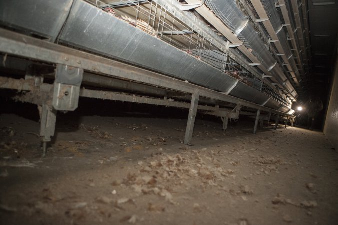 Feathers on floor of battery cage shed