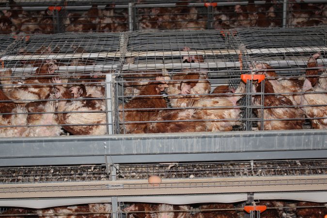 Hens in battery cages