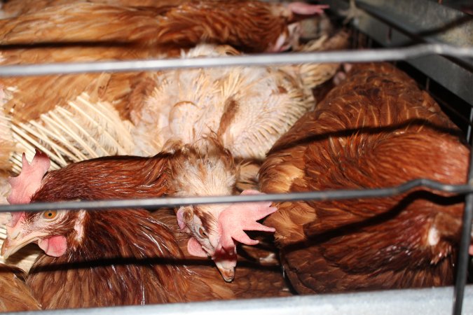 Hens in battery cages