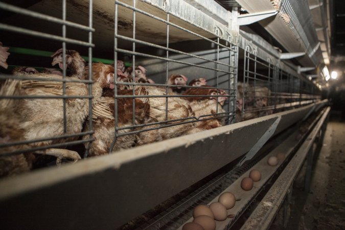 Hens in battery cages with feather loss