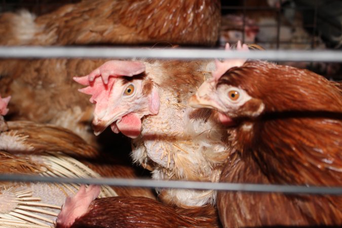 Hens in battery cages