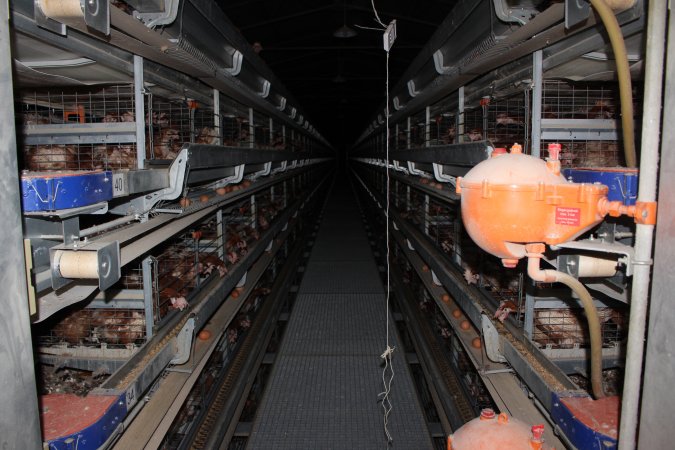 Hens in battery cages - looking down aisle