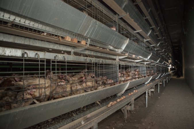 Hens in battery cages with feather loss