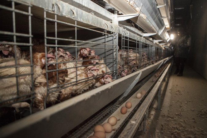 Hens in battery cages with feather loss