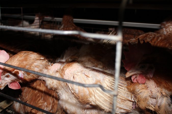 Hens in battery cages