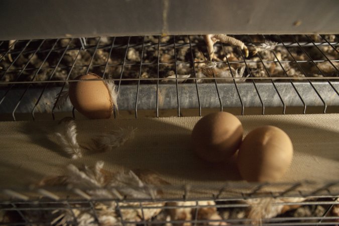 Eggs on conveyor belt in front of cages