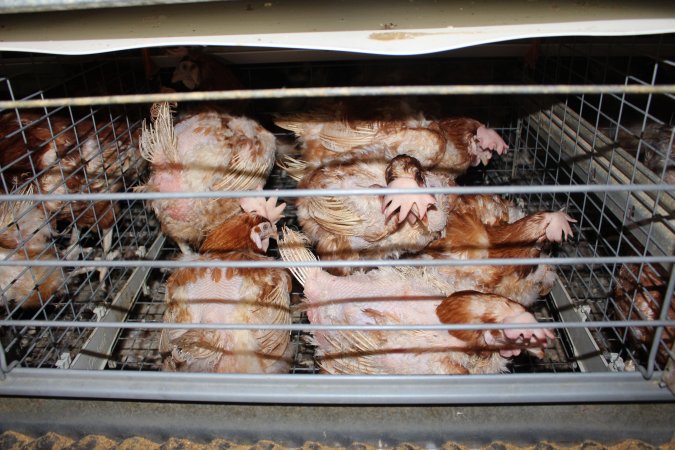 Hens in battery cages with feather loss